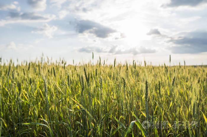 成熟的耳朵小麦.农业.种植天然产品